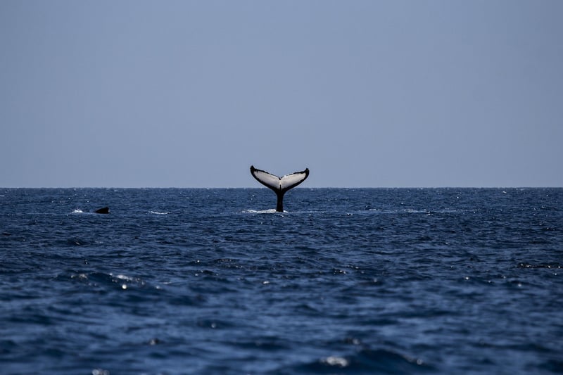 Humpback Whale